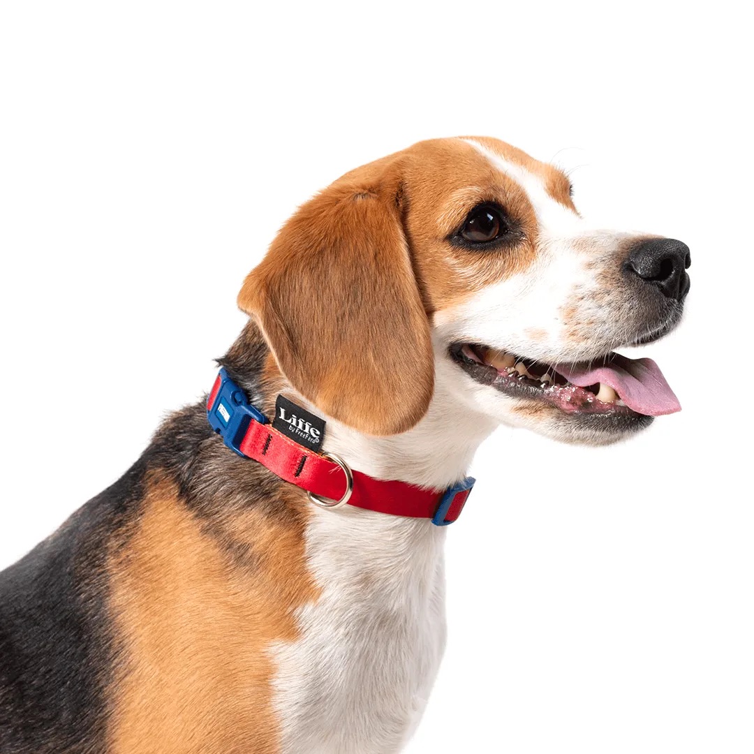 Coleira Recreio - Imagem 2